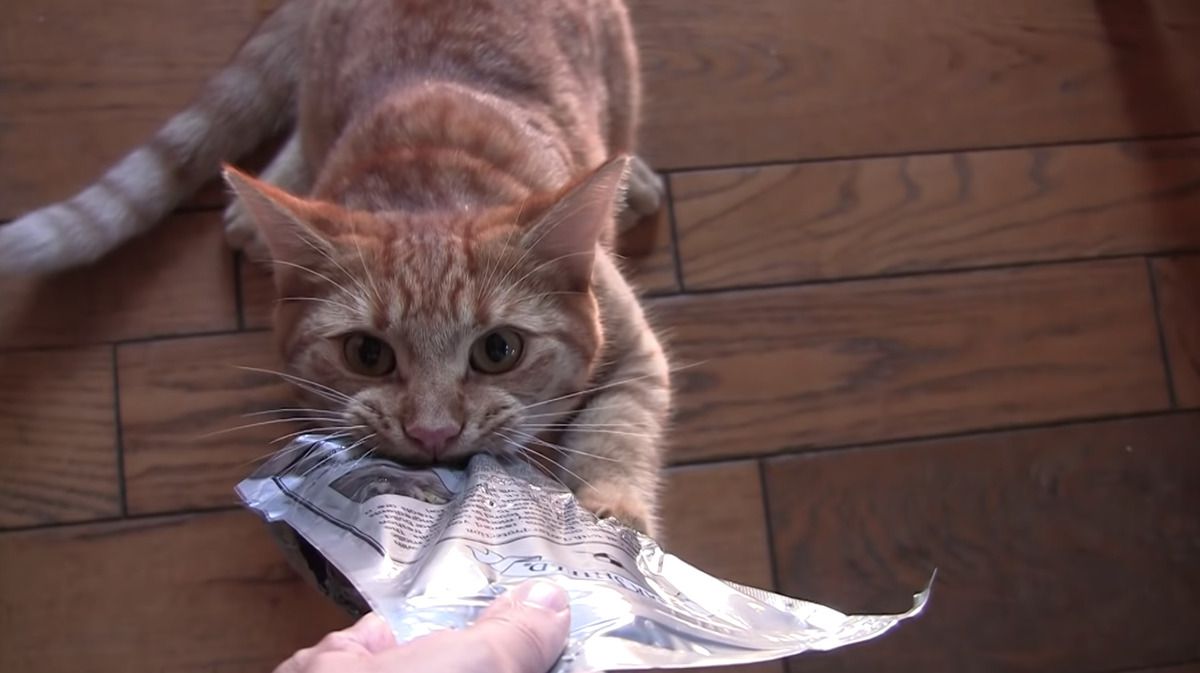 Відео про кота, який вподобав покет ласощів. Це моє все!