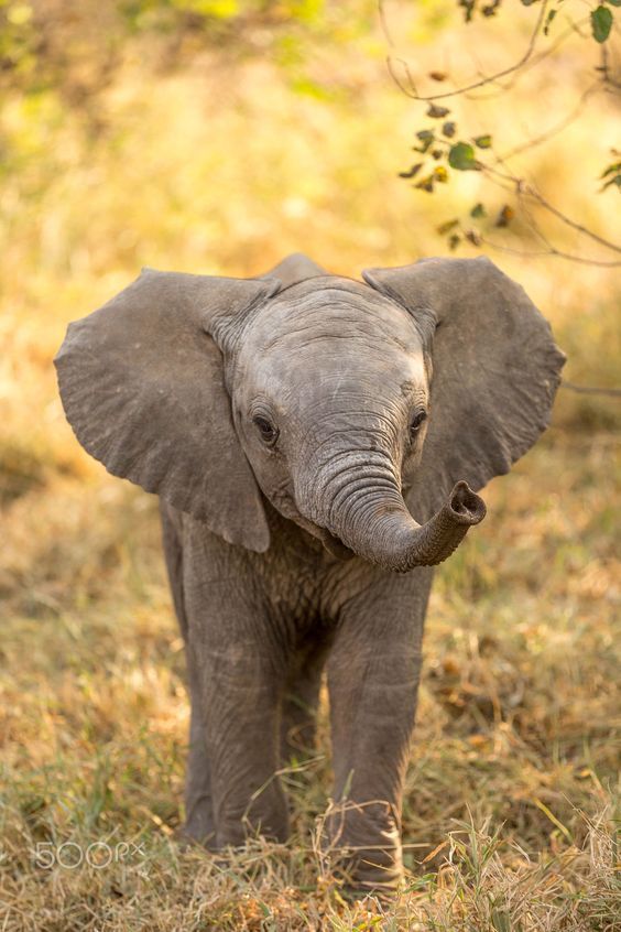 Цікаві факти про слонів. У статті ви знайдете неймовірні факти про слонів, які вас шокують та водночас захоплять.