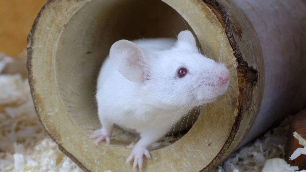 Вчені змогли вилікувати глухоту у мишей за допомогою генної терапії. Останнім часом вчені з Європи і США все більше уваги приділяють генній терапії.