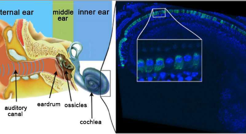 Вчені змогли вилікувати глухоту у мишей за допомогою генної терапії. Останнім часом вчені з Європи і США все більше уваги приділяють генній терапії.