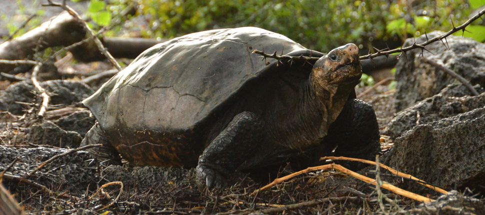 Знайдена черепаха, вид якої вважався вимерлим. Співробітники Національного парку Галапагос та Центру охорони природи знайшли дорослу самку, якій, як пізніше виявилося, більше ста років.