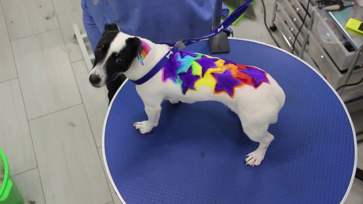 Фарбування дуже небезпечне для тварин: у однієї собачки після процедури відпало вушко. Ця модна процедура таїть у собі чимало небезпек.