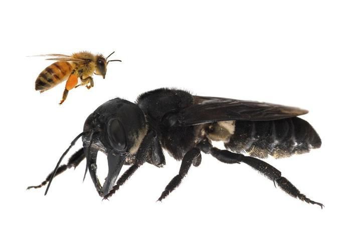 Вчені виявили гігантську бджолу, яку вважали вимерлою. В останній раз цих бджіл бачили 38 років тому.