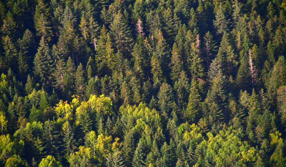 Україна потрапила в десятку європейських країн за кількістю лісів. В минулому році легально вирубали 22 млн кубометрів лісу.