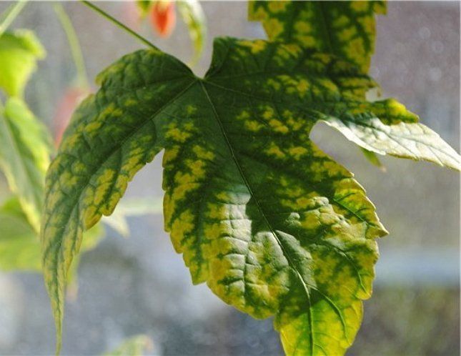 Плями на листках кімнатних рослин: причини. Причиною появи плям може стати як неналежний догляд, так і хвороба.