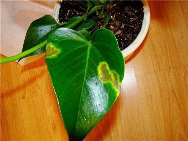 Плями на листках кімнатних рослин: причини. Причиною появи плям може стати як неналежний догляд, так і хвороба.