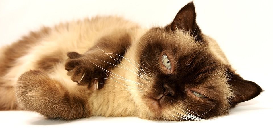 Вчені: домашні кішки копіюють поведінку своїх господарів. Фахівці опитали 3,3 тис. власників кішок і встановили зв'язок між поведінкою господарів і вихованців.