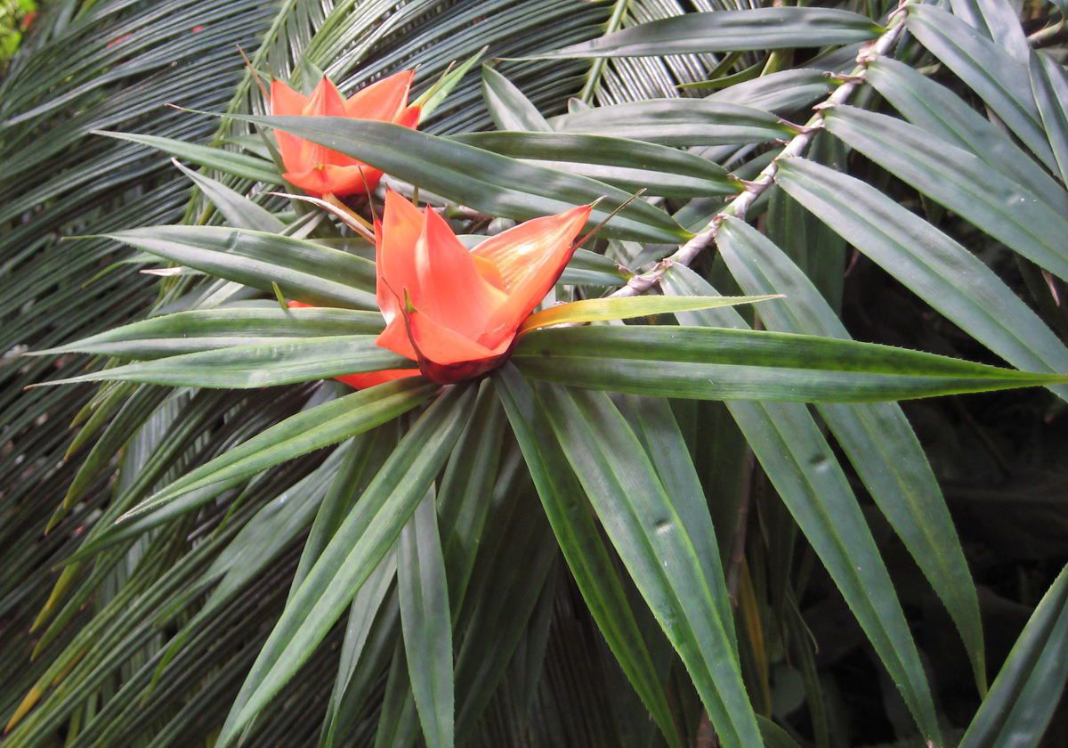 Екзотичний квітник: незвичайні рослини. Хочете, щоб ваше підвіконня привертало увагу гостей і перехожих? Заведіть екзотичні рослини.