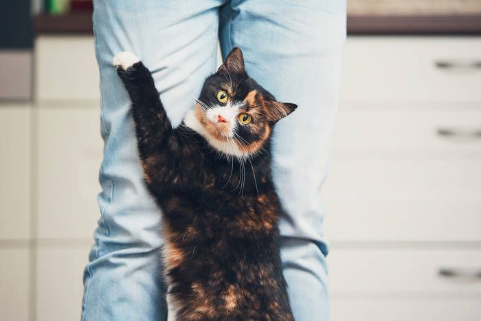 Цікаві факти про котів, які змушують любити їх ще сильніше. 15 цікавих фактів про кішок.