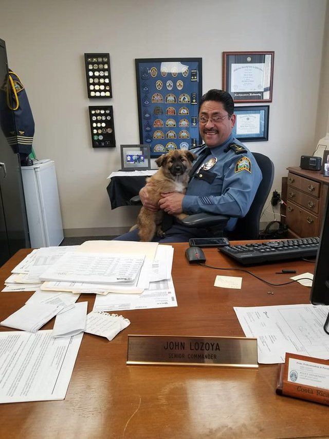 Цей врятований щеня тепер працює в поліцейському відділку і його офіційна посада вам точно сподобається. В поліції було вирішено офіційно «найняти» собаку на роботу.