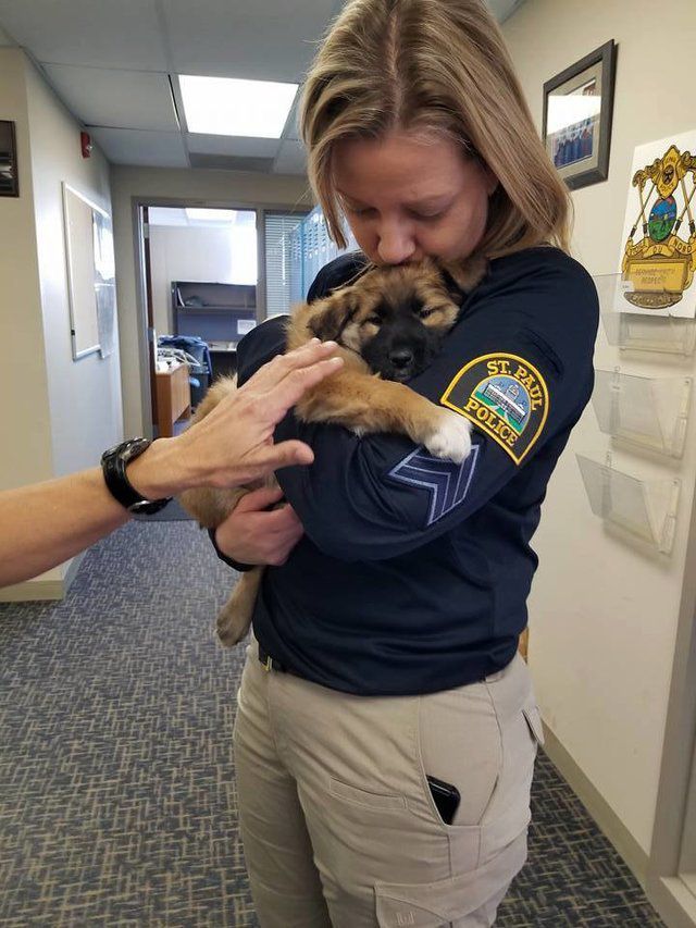 Цей врятований щеня тепер працює в поліцейському відділку і його офіційна посада вам точно сподобається. В поліції було вирішено офіційно «найняти» собаку на роботу.