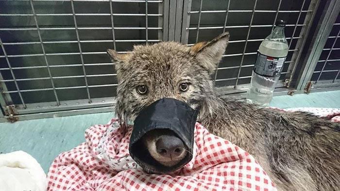 Естонці врятували вовка із замерзлої річки, думаючи, що це собака. Ось так сюрприз.