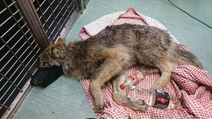 Естонці врятували вовка із замерзлої річки, думаючи, що це собака. Ось так сюрприз.
