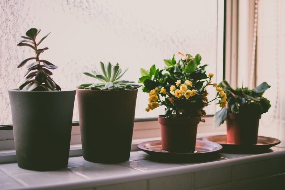 Прості у догляді рослини, які очищують повітря у будинку. Не всі кімнатні квіти приносять користь: ось рослини-рекордсмени з корисних властивостей.