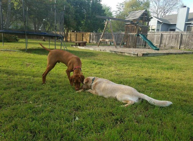Для того, щоб спілкуватися, дві сусідські собаки рили ями під парканом. І тоді власники пішли на цей крок.