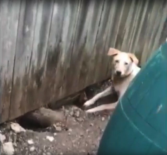 Для того, щоб спілкуватися, дві сусідські собаки рили ями під парканом. І тоді власники пішли на цей крок.