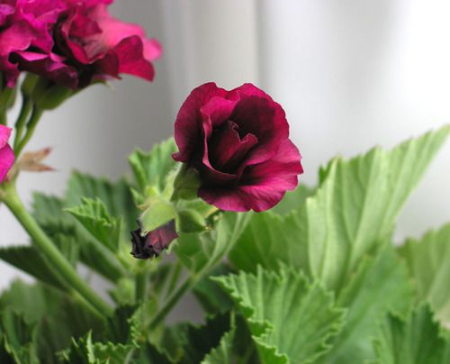 Пеларгонія: догляд та вирощування рослини з черешка. Пеларгонія - рослина, яка може стати прикрасою домашньої колекції квітів.