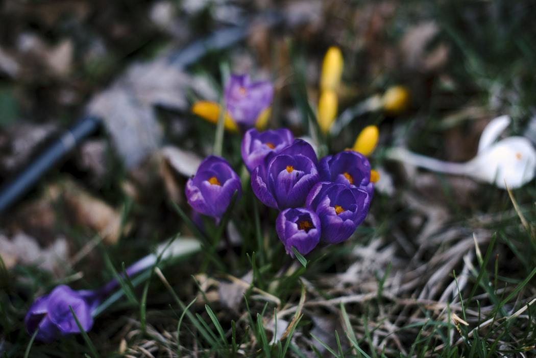 Астрологи дали поради Знакам Зодіаку про те, як правильно зустрічати весну, щоб вона пройшла вдало. Весна — час чудес і важливих енергетичних змін.