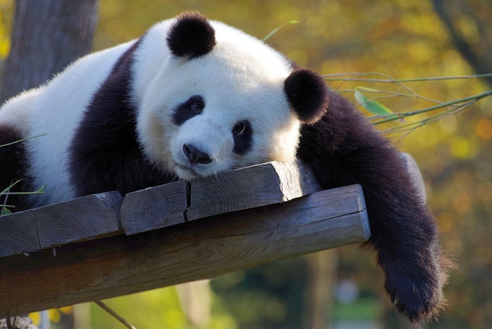 Мережа в захваті: панда ніжною лапою намагалася розбудити родичку. Головними героями стали два дитинчати.