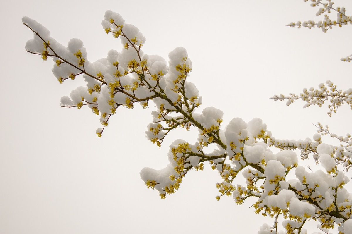 Прогноз погоди в Україні на 2 березня 2019: місцями не значні опади, на дорогах ожеледиця. В деяких областях пройде невеликий сніг.