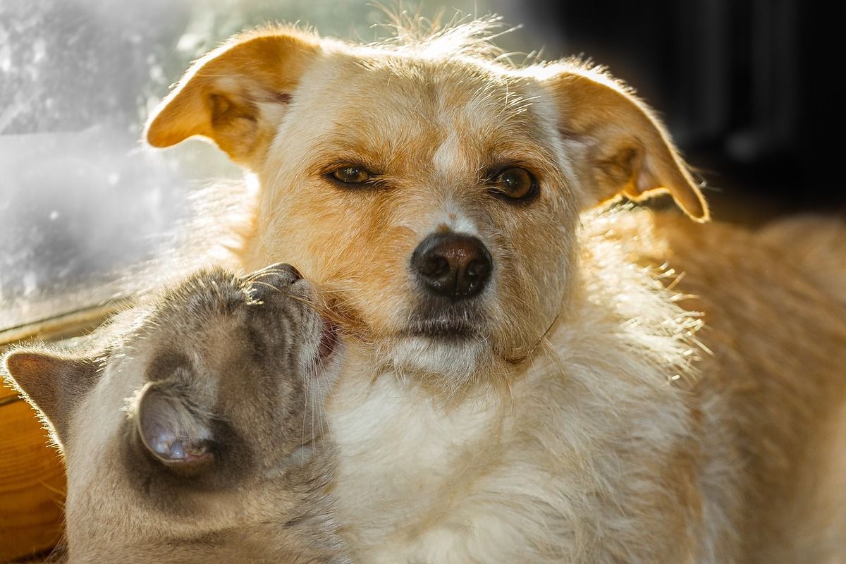 Які собаки вживаються з кішками в одному будинку. Які породи собак вживаються з кішками, а також як подружити цих тварин у разі агресії однієї тварини до іншої.