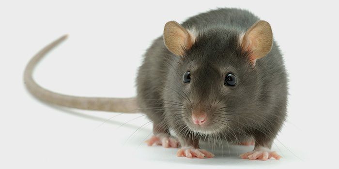Вчені подарували мишам нічний зір. Це дослідження є великим досягненням в області біотехнологій.