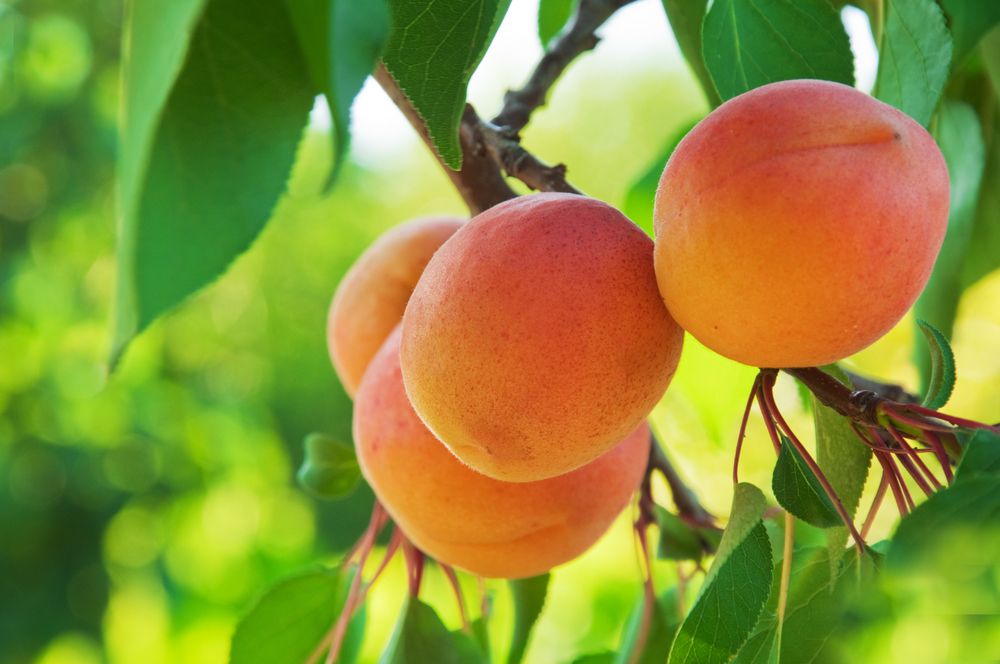 Методи поливу та догляду за абрикосом