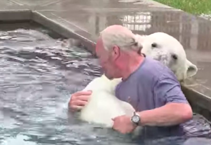 Щоранку чоловік плаває з величезним білим ведмедем. Відео неймовірної дружби!