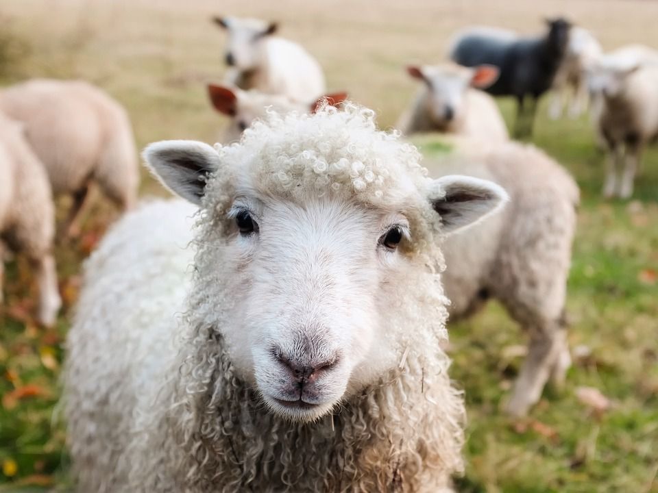 Американська компанія найняла на роботу овець. Таким чином економічніше стежити за галявинами.