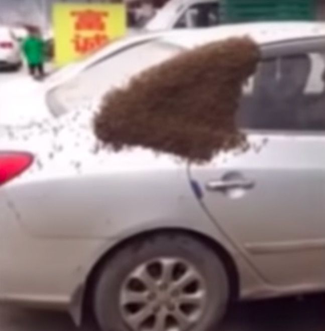 Бджолиний рій у Китаї атакував автомобіль. У китайському місті Цзигун чоловік не зміг потрапити в свій автомобіль з нетривіальної причини.