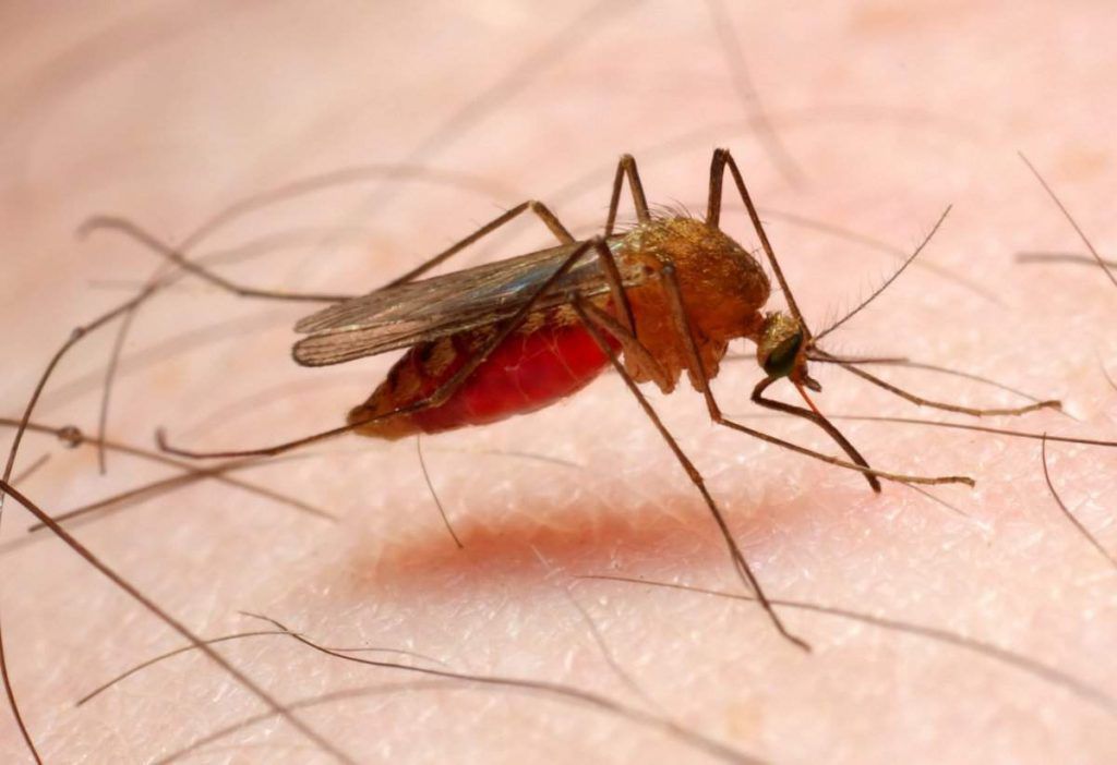 Чому саме в заболочених районах поширена малярія?. Малярійні комарі стають носіями малярійного паразита тільки в тому випадку, якщо є хворі малярією.
