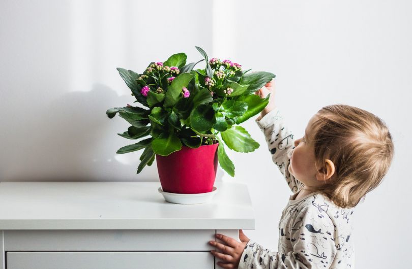Які кімнатні рослини та квіти можна і потрібно ставити в дитячу кімнату?. Найкращі рослини для дитячої кімнати.