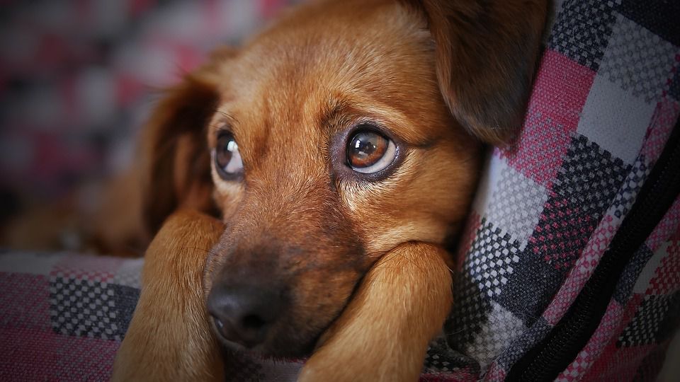 11 помилок у тренуванні цуценяти, про які Ви пожалкуєте згодом. Якщо Ви хочете виховати надійного, вірного та слухняного собаку з Вашого цуценяти, то Вам варто прислухатись до порад експертів.