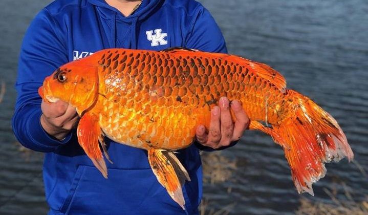 Рибалка зловив величезну золоту рибку на приманку з печива. Золота рибка важила 10 кілограмів.