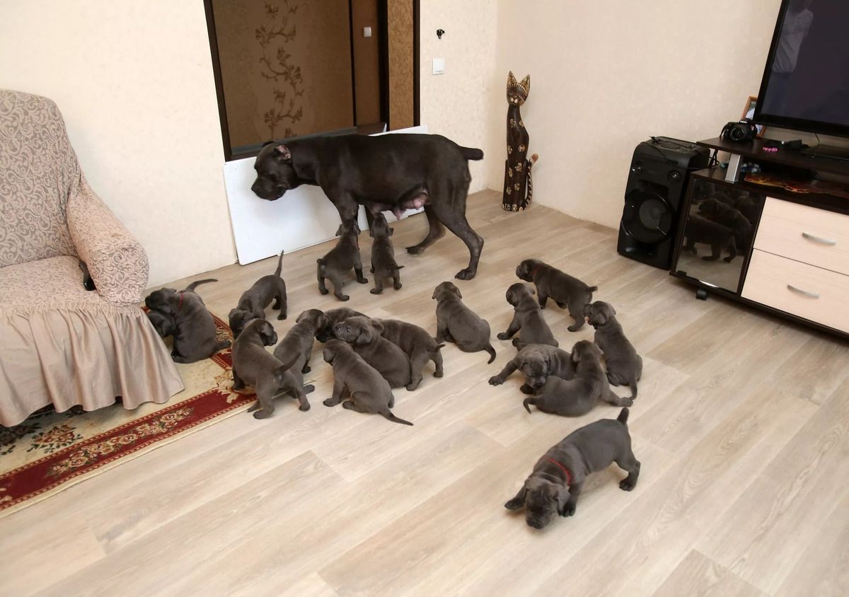 Собака породи кане-корсо народила 19 цуценят і стала матір'ю-героїнею. Кане-корсо вперше стала мамою.
