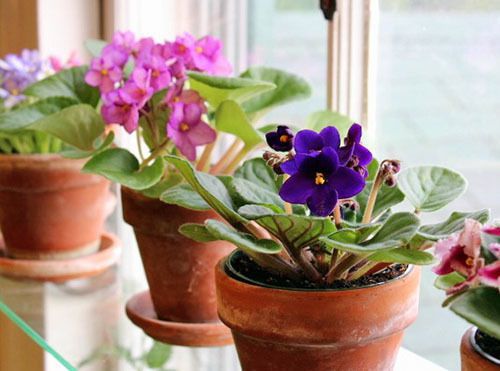 7 головних причин, чому не цвіте кімнатна фіалка. Якщо в цьому списку ви знайшли свою помилку, обов'язково постарайтеся її виправити – і ваша рослина обов'язково зацвіте.