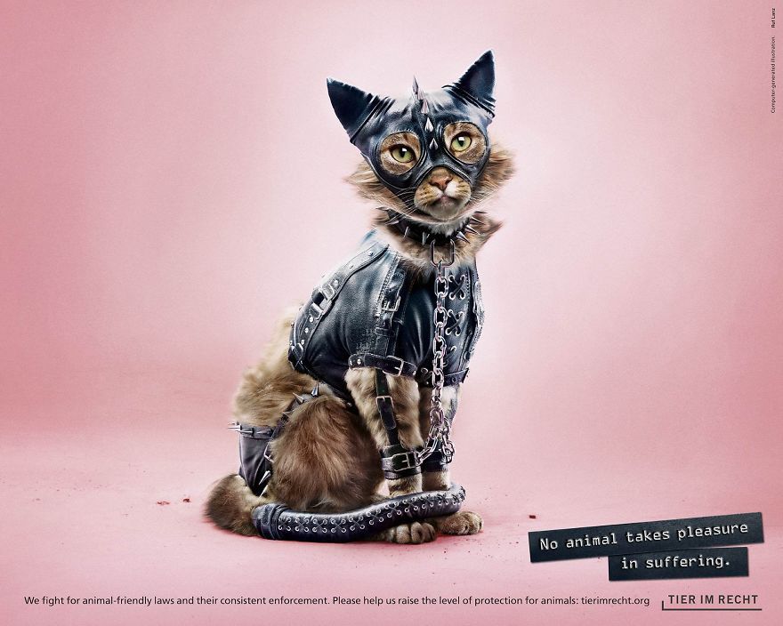 Соціальна реклама з тваринами спантеличила суспільство. Реклама, яка покликана захистити тварин від жорстокого поводження.