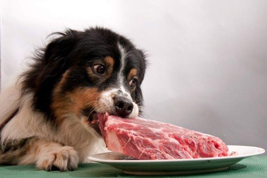 Висновки швецьких вчених: сире м'ясо небезпечне для собак. Раціон, що складається з сирого м'яса, може бути небезпечний не тільки для тварин, а й для їх господарів.