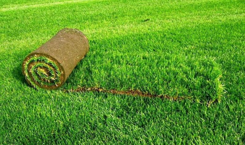 Рулонний газон: переваги і недоліки. Перевага рулонного газону, укладання і догляд.