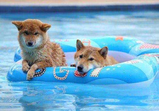 Як навчити собаку плавати у ванній і річці?. Докладіть зусиль, проявіть терпіння, і ваша собака обов'язково навчиться плавати!