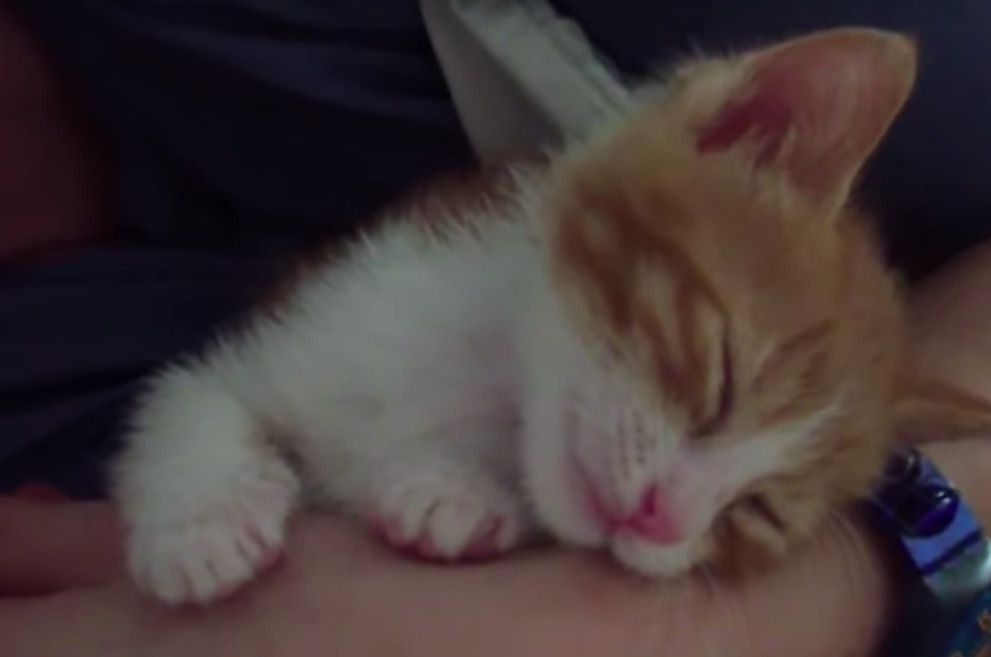 Миле кошеня миттєво засинає від поцілунків!. Таке миле відео!