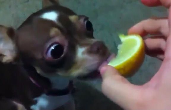 Весела відеодобірка собак, які пробують лимон — тільки подивіться. Подивіться на їх реакцію!