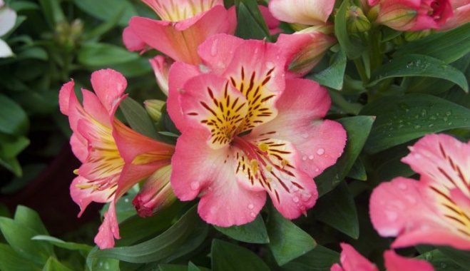 Два тижні не межа: 10 найстійкіших зрізаних квітів. Незважаючи на свою традиційність, троянди потроху здають свої позиції в якості основних квітів для букетів.