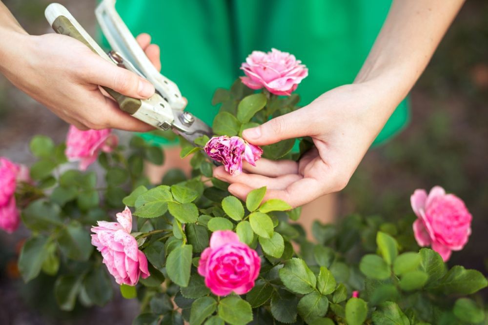 Ідеальне сусідство: які квіти можна посадити в саду поруч з трояндами. Мало хто знає, що чарівність рожевих кущів можна посилити рослинами-компаньйонами.