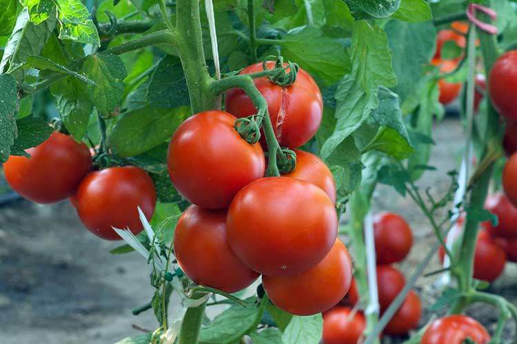 Найбільш поширені помилки при вирощуванні томатів. Прислухайтесь до наших порад і усуньте проблеми, які у вас виникли.