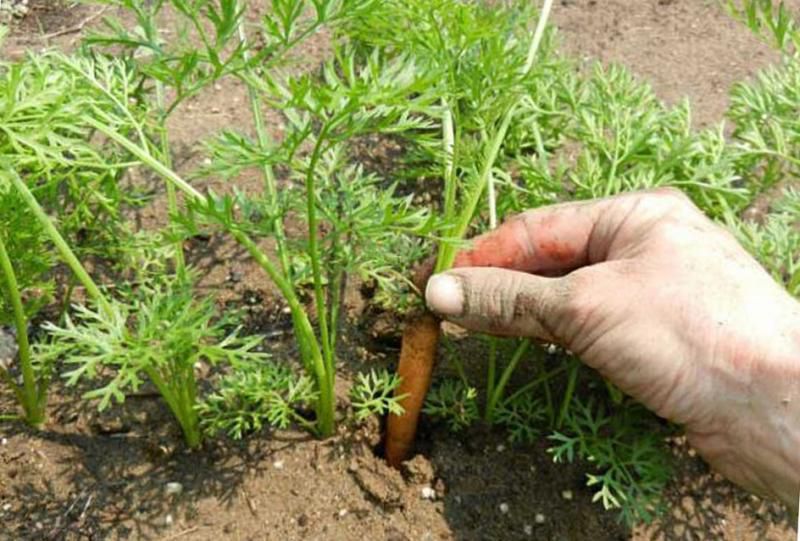 Як цього літа виростити багатий урожай моркви. Морква — це один з найкорисніших і кращих продуктів для печінки, нирок і травного тракту.