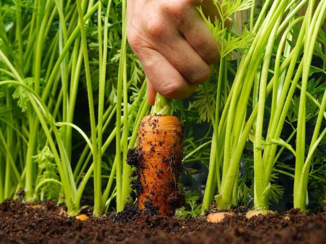 Як цього літа виростити багатий урожай моркви. Морква — це один з найкорисніших і кращих продуктів для печінки, нирок і травного тракту.