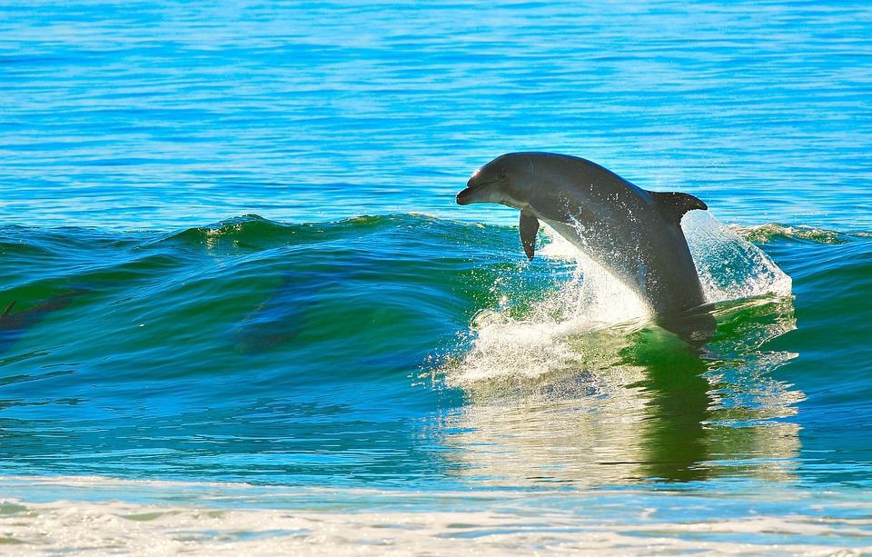 Україна влітку проведе авіаоблік дельфінів у Чорному морі. Україна візьме участь у міжнародному авіаобліку дельфінів в Чорному морі з фото-і відеофіксацією.