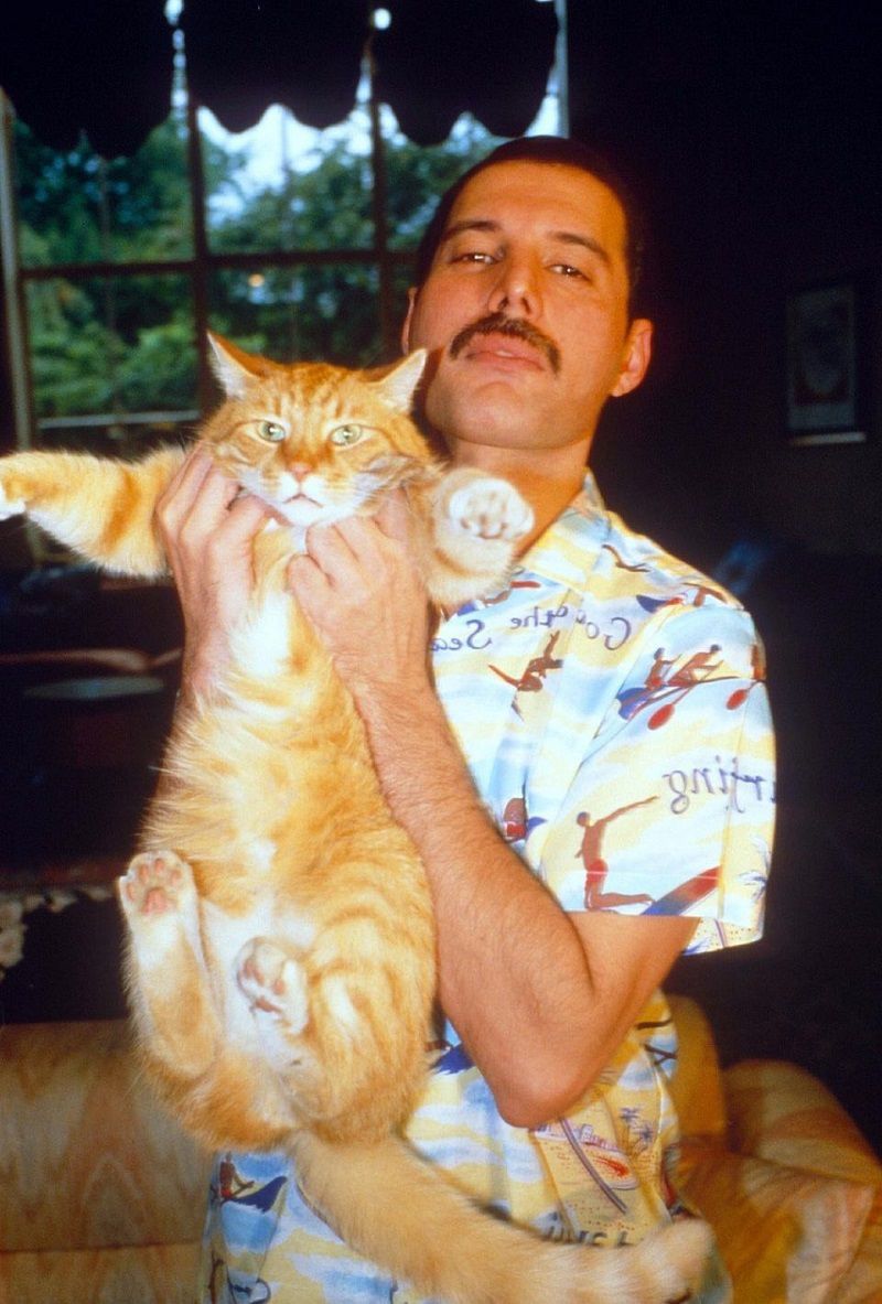 Фотоархів: улюблені кішки легендарного Фредді Мерк'юрі. Любов довжиною в життя!
