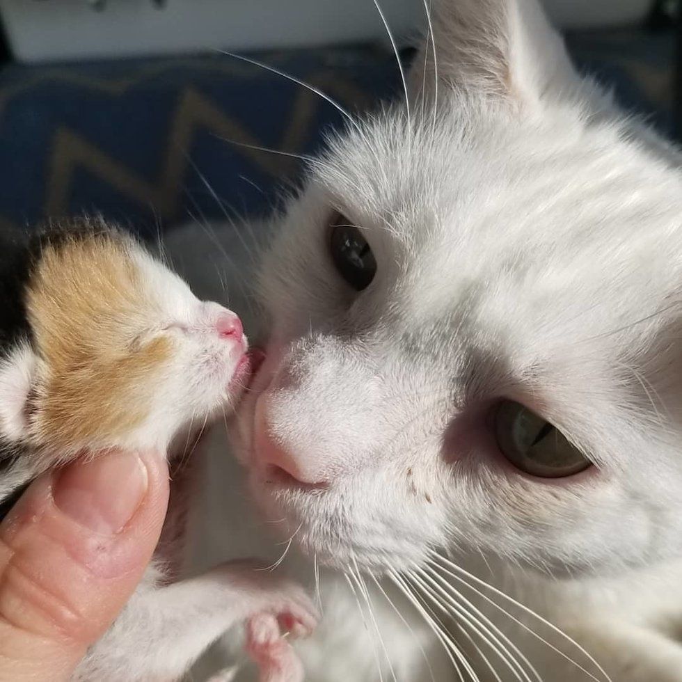 Крихітне кошеня-дівчинка втратила свою сім'ю, а натомість знайшла люблячого прийомного батька. Кіт замінив матір новонародженій кішечці, і цим врятував їй життя.